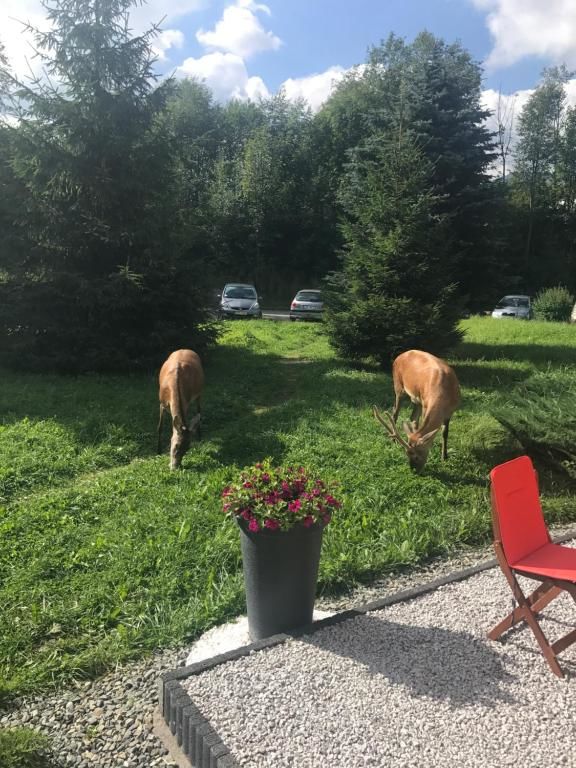 Шале Admi Zakopane Закопане